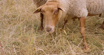 Zwei Schafe beim Fressen von trockenem Gras auf einer sommerlichen Weide